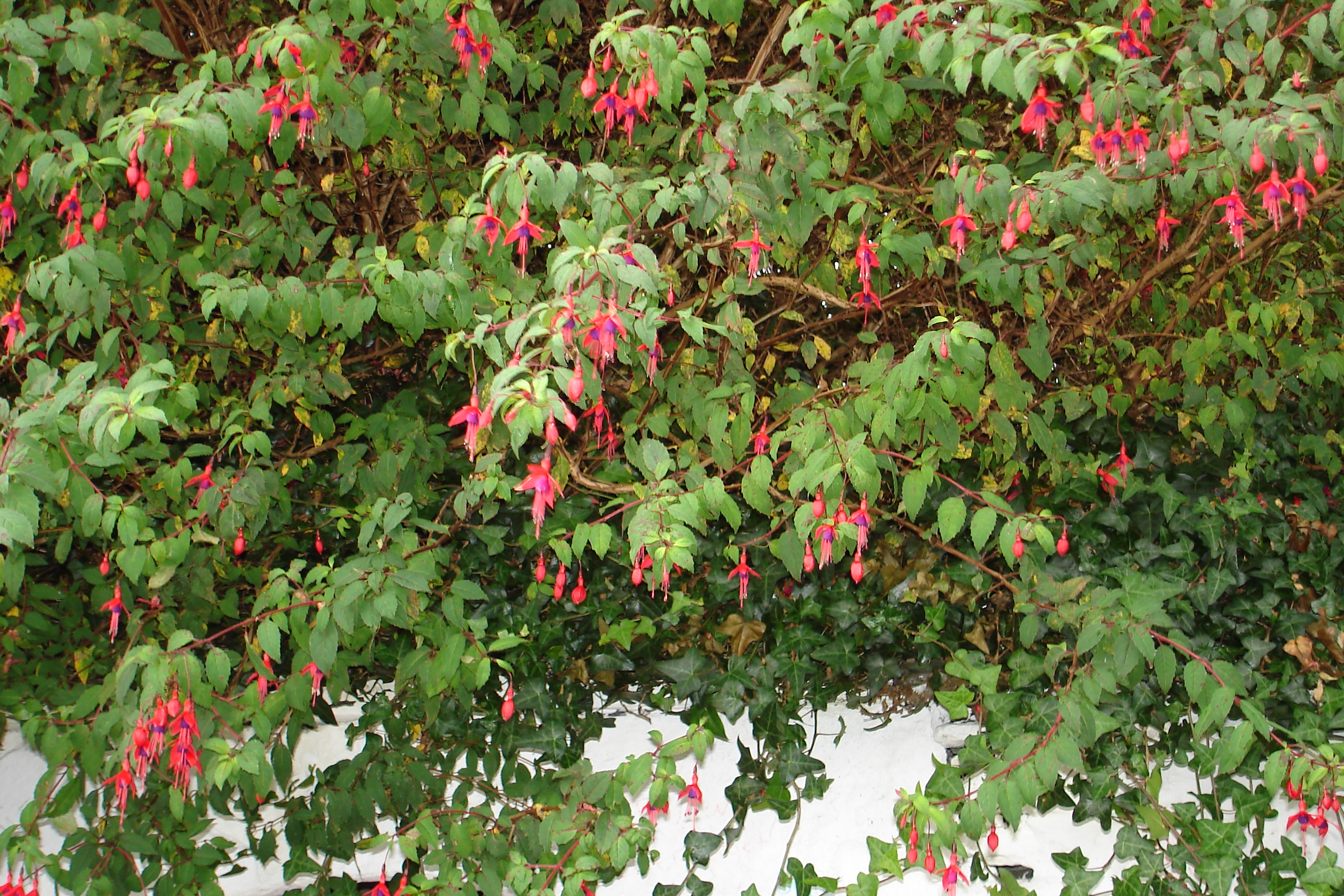 Fuchsias in Ireland